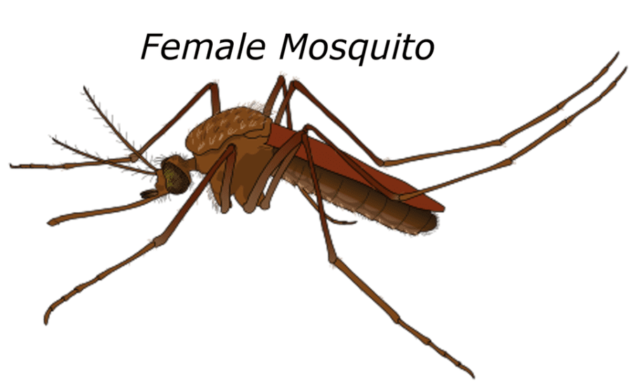 mosquito online chemist malaria prevention in Gorleston